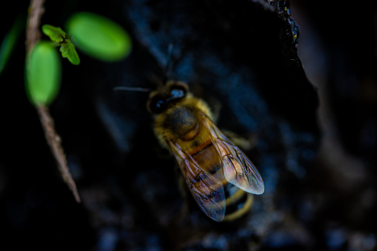 1 Freshly Dried Real USA Honeybee Natural Honeycomb + 12 Free Bees
